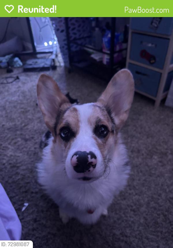 Reunited Male Dog last seen Hayward, Baltimore, MD 21215