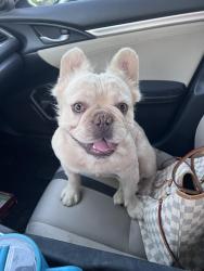 Reunited Male Dog last seen 13th Avenue and union hills , Phoenix, AZ 85027
