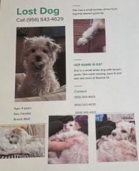 Lost Female Dog last seen Munich st., Brownsville, TX 78520