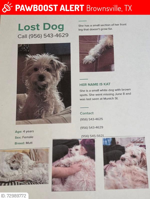 Lost Female Dog last seen Munich st., Brownsville, TX 78520
