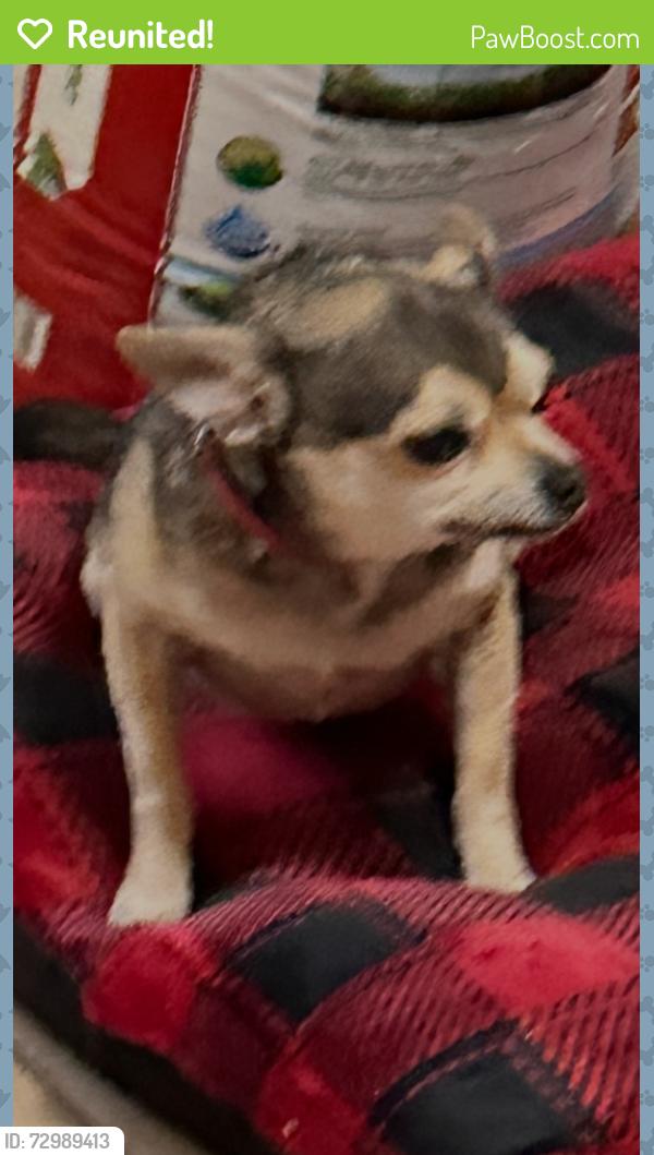 Reunited Male Dog last seen Gritstone Road, San Antonio, TX 78253