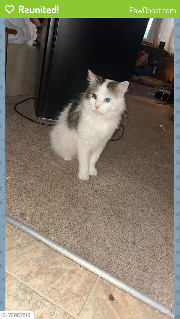 Reunited Male Cat last seen Henry’s Pond & Marian Ave, Martinsburg, PA 16662