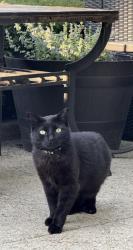 Lost Female Cat last seen 23rd Ave, Queens, NY 11105