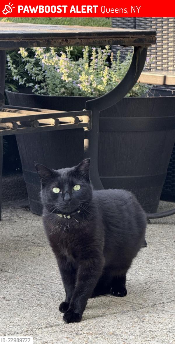 Lost Female Cat last seen 23rd Ave, Queens, NY 11105