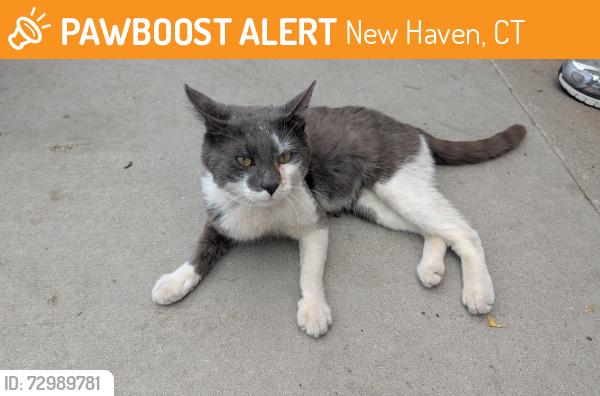 Found/Stray Male Cat last seen Lowe's new haven, New Haven, CT 06513