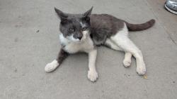 Found/Stray Male Cat last seen Lowe's new haven, New Haven, CT 06513