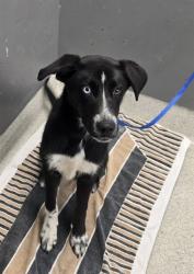 Shelter Stray Female Dog last seen Near BLOCK EASTERWOOD DR, TALLAHASSEE FL 32311, 1125 Easterwood Dr, Tallahassee, FL 32311, USA