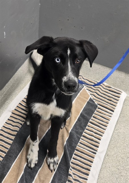 Shelter Stray Female Dog last seen Near BLOCK EASTERWOOD DR, TALLAHASSEE FL 32311, 1125 Easterwood Dr, Tallahassee, FL 32311, USA