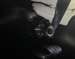 Shelter Stray Female Dog last seen CR 473 & PINE ST LEESBURG, 12280 County Rd 448, Tavares, FL 32778, USA