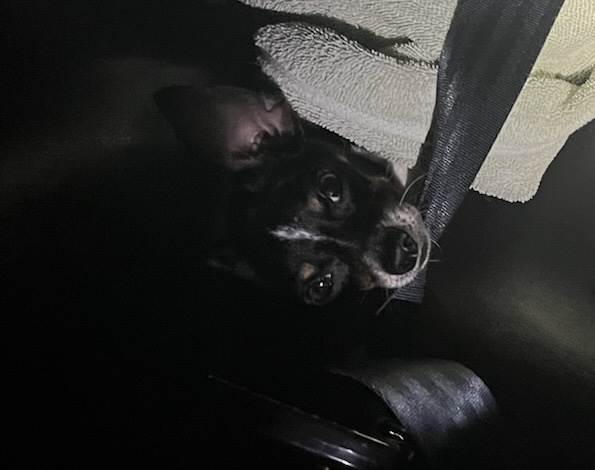 Shelter Stray Female Dog last seen CR 473 & PINE ST LEESBURG, 12280 County Rd 448, Tavares, FL 32778, USA