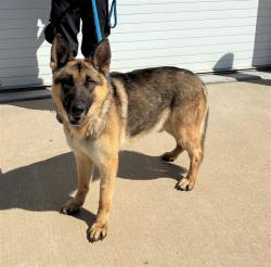 Shelter Stray Male Dog last seen Near BLOCK HARTLAGE, 3528 Newburg Rd, Louisville, KY 40218, USA