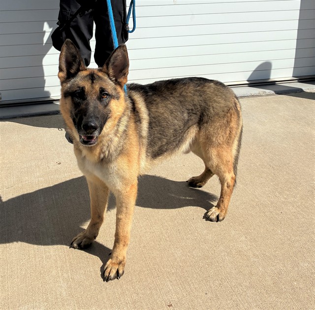 Shelter Stray Male Dog last seen Near BLOCK HARTLAGE, 3528 Newburg Rd, Louisville, KY 40218, USA