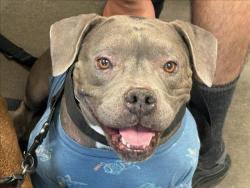 Shelter Stray Female Dog last seen , West Valley Animal Shelter, 20655 Plummer St, Chatsworth, CA 91311, USA