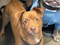 Shelter Stray Male Dog last seen , West Valley Animal Shelter, 20655 Plummer St, Chatsworth, CA 91311, USA