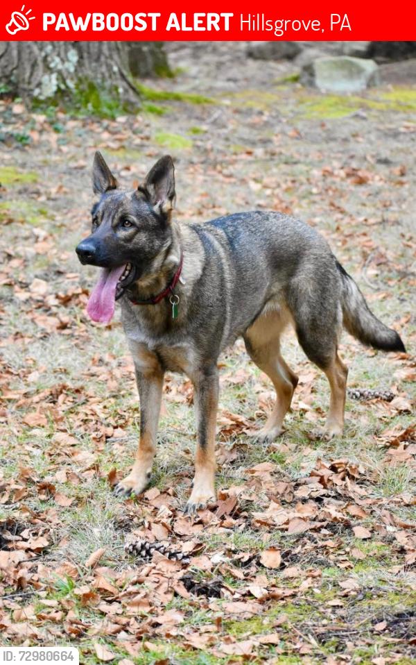 Lost Female Dog last seen Field across from the Hillsgrove Hotel, Hillsgrove, PA 18619