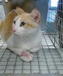 Shelter Stray Unknown Cat last seen , 2811 SE 29th St, Oklahoma City, OK 73129, USA