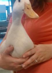 Shelter Stray Unknown Bird last seen Near BLOCK N BRIDLE CIR, 2811 SE 29th St, Oklahoma City, OK 73129, USA