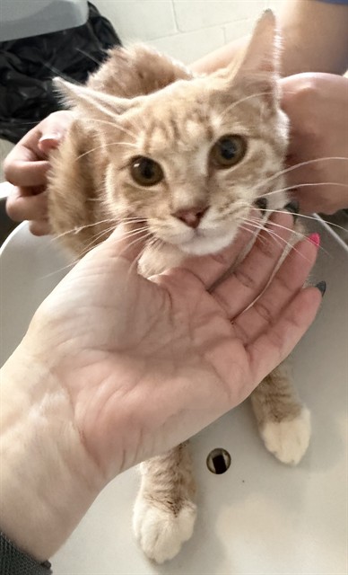 Shelter Stray Female Cat last seen MEBANE AC, 221 Stone Quarry Rd, Burlington, NC 27217, USA