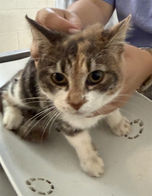 Shelter Stray Female Cat last seen MEBANE AC, 221 Stone Quarry Rd, Burlington, NC 27217, USA