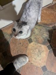 Reunited Female Cat last seen 186th St and Billings Ave, Carson, CA 90746