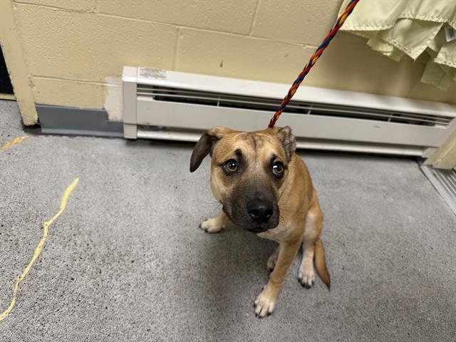 Shelter Stray Male Dog last seen Near BLOCK 64TH AVE S, KENT WA 98032, 21615 64th Ave S, Kent, WA 98032, USA