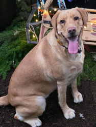 Lost Female Dog last seen Northeast of Eagle Cliff Store past Cougar, Cougar, WA 98616