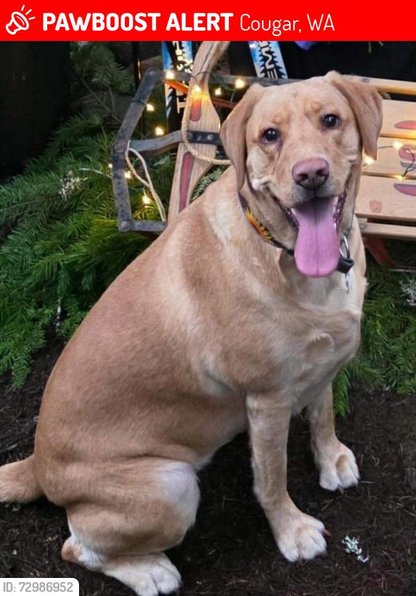 Lost Female Dog last seen Northeast of Eagle Cliff Store past Cougar, Cougar, WA 98616