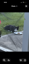 Found/Stray Unknown Cat last seen Southport and wellingshire, Indianapolis, IN 46217