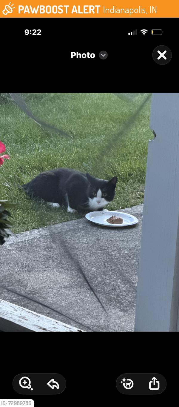 Found/Stray Unknown Cat last seen Southport and wellingshire, Indianapolis, IN 46217