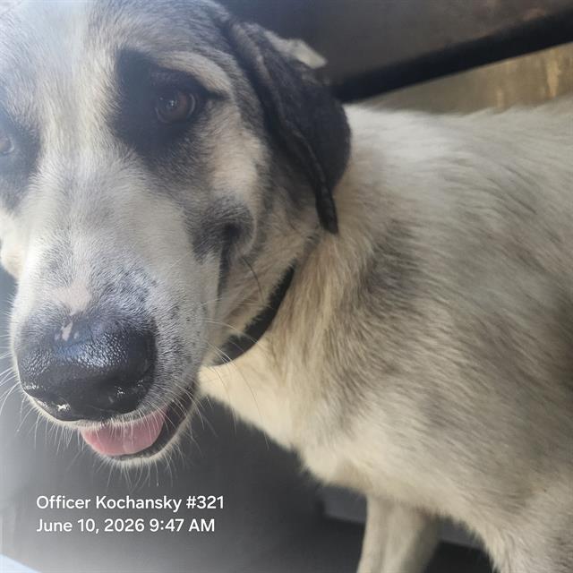 Shelter Stray Female Dog last seen Near BLOCK OF BERNARD DR, 4710 TX-151, San Antonio, TX 78227, USA
