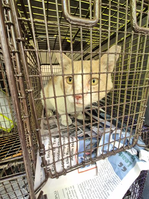 Shelter Stray Male Cat last seen Near BLOCK WALLSTREET, 4710 TX-151, San Antonio, TX 78227, USA