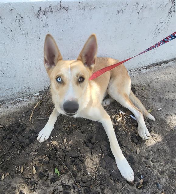 Shelter Stray Female Dog last seen Near BLOCK W MAYFIELD, 4710 TX-151, San Antonio, TX 78227, USA