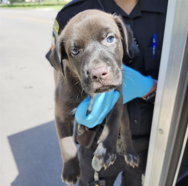 Shelter Stray Female Dog last seen Near BLOCK DONALDSON AVE, 4710 TX-151, San Antonio, TX 78227, USA