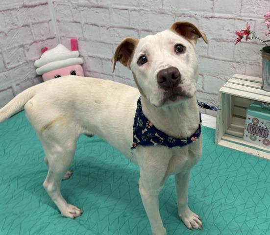 Shelter Stray Male Dog last seen Near BLOCK CRUSE ST, DETROIT MI 48227, 7401 Chrysler Dr, Detroit, MI 48211, USA