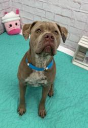 Shelter Stray Male Dog last seen Near BLOCK METTETAL ST, DETROIT, MI 48227, 7401 Chrysler Dr, Detroit, MI 48211, USA