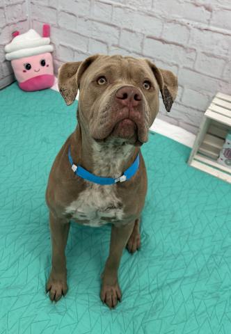 Shelter Stray Male Dog last seen Near BLOCK METTETAL ST, DETROIT, MI 48227, 7401 Chrysler Dr, Detroit, MI 48211, USA