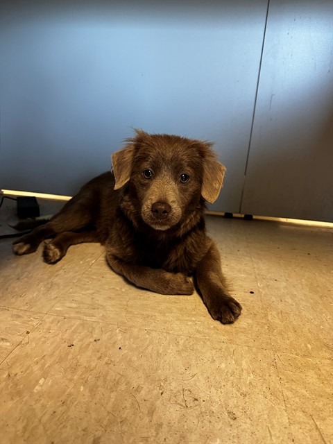 Shelter Stray Female Dog last seen SADYCREEK DRIVE, 10521 Baur Blvd, Olivette, MO 63132, USA