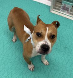 Shelter Stray Male Dog last seen GOETHE ST/HARDING ST DETROIT MI 48214, 7401 Chrysler Dr, Detroit, MI 48211, USA