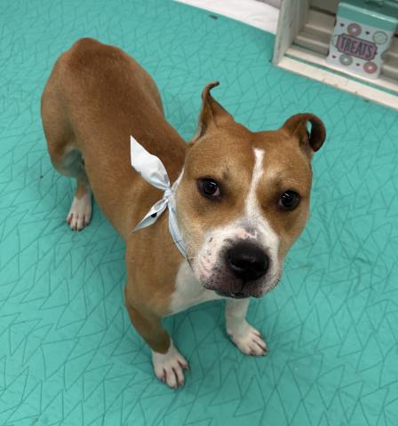 Shelter Stray Male Dog last seen GOETHE ST/HARDING ST DETROIT MI 48214, 7401 Chrysler Dr, Detroit, MI 48211, USA