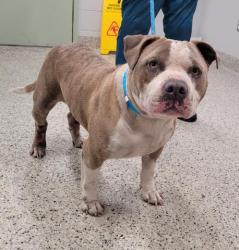 Shelter Stray Male Dog last seen Near BLOCK SCHAEFER HWY, DETROIT, MI 48235, 7401 Chrysler Dr, Detroit, MI 48211, USA
