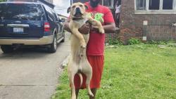 Shelter Stray Male Dog last seen Near BLOCK WILSHIRE DR, DETROIT, MI 48213, 7401 Chrysler Dr, Detroit, MI 48211, USA