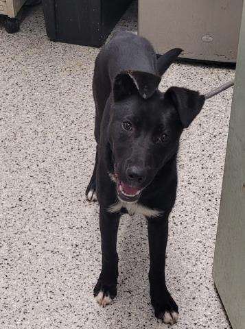 Shelter Stray Female Dog last seen GRATIOT AVE/E OUTER DR DETROIT MI 48213, 7401 Chrysler Dr, Detroit, MI 48211, USA