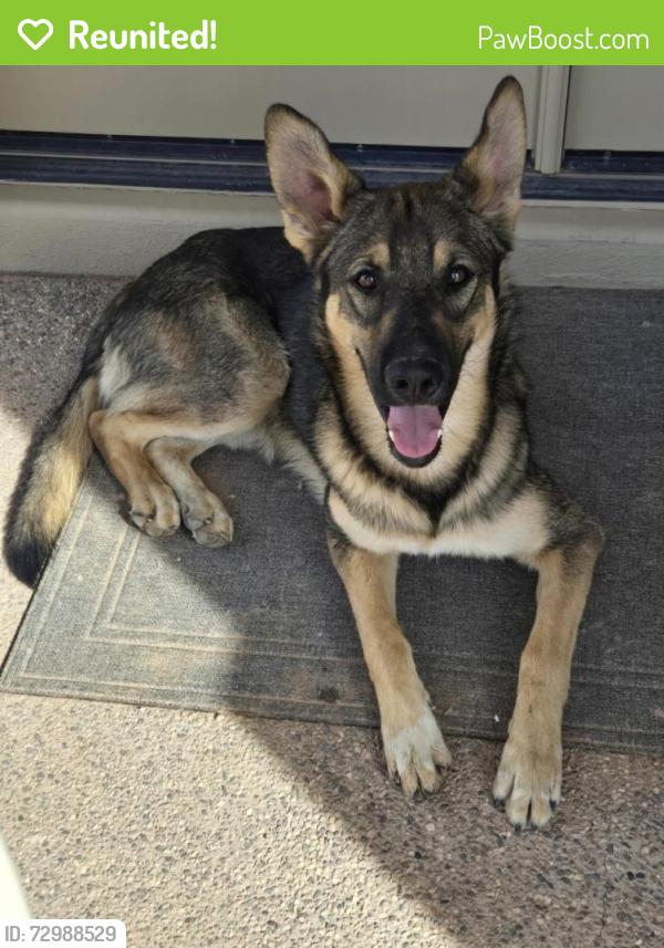 Reunited Male Dog last seen Idaho & superstition blvd, Apache Junction, AZ 85120