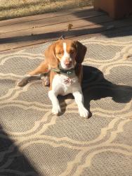 Reunited Female Dog last seen Biscayne and corporate drive , Lewisville, TX 75067