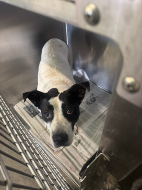 Shelter Stray Female Dog last seen , 1850 W 60th St, Los Angeles, CA 90047, USA