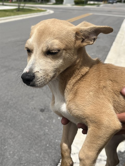 Shelter Stray Male Dog last seen Near BLOCK SW 261ST ST, 3599 NW 79th Ave, Doral, FL 33122, USA