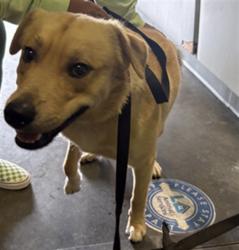 Shelter Stray Male Dog last seen , 1850 W 60th St, Los Angeles, CA 90047, USA