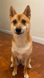 Lost Female Dog last seen Washington Place and Palisades Place, Englewood, NJ 07631