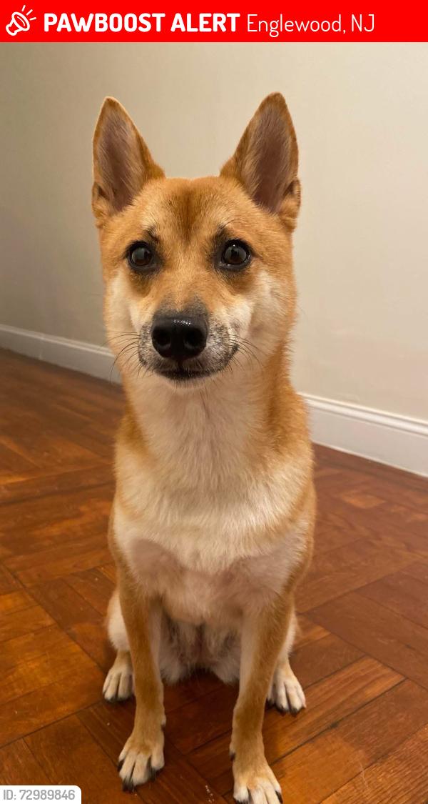 Lost Female Dog last seen Washington Place and Palisades Place, Englewood, NJ 07631