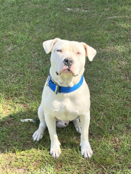 Lost Male Dog last seen Hwy 42, Ms-Al state line, HWy 45 interchange, State Line, MS 39362